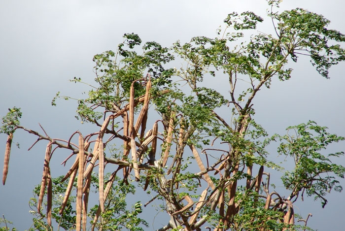 Moringa, el árbol de la vida que crece en Yucatán