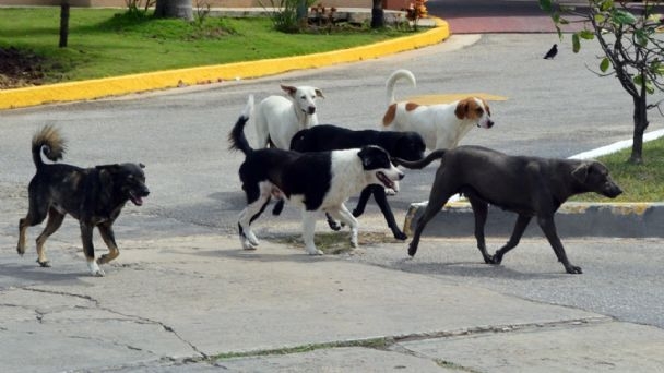 En el estado se han registrado dos personas sancionadas por delitos contra las mascotas