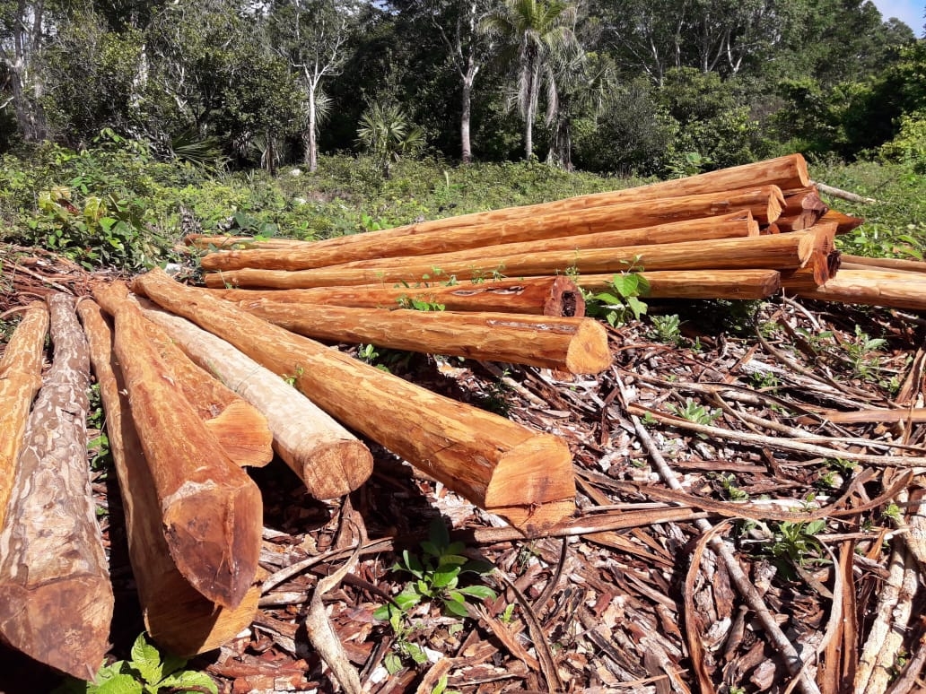 Desde hace más de 20 años el ejido de Xpichil no ha podido explotar sus recursos forestales; los tiene castigados el Gobierno