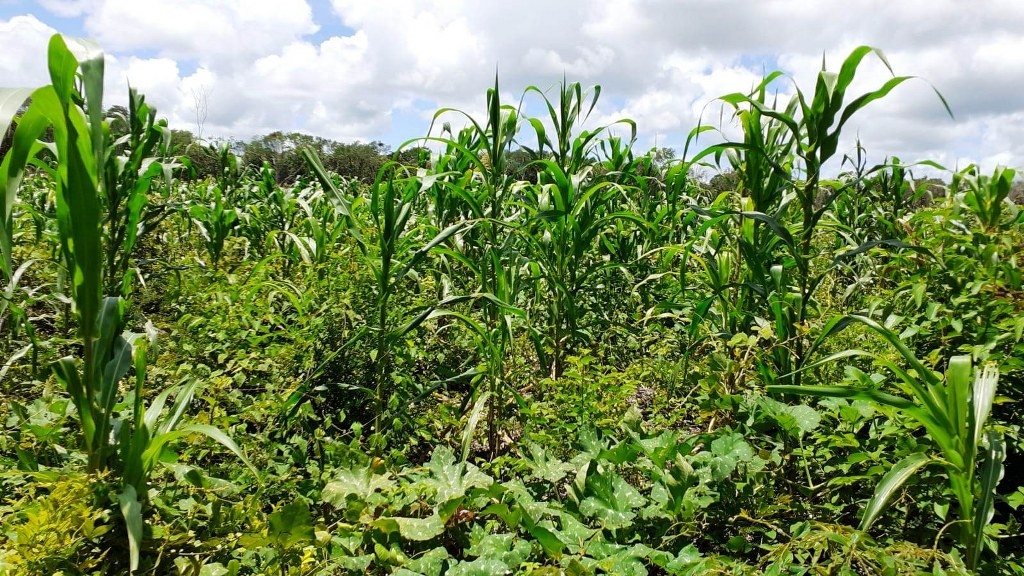 En la actualidad la mayoría de   los campesinos hacen sus milpas en zonas de huamiles