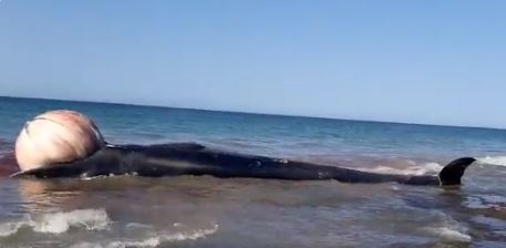 La ballena quedó varada cuando bajó la marea