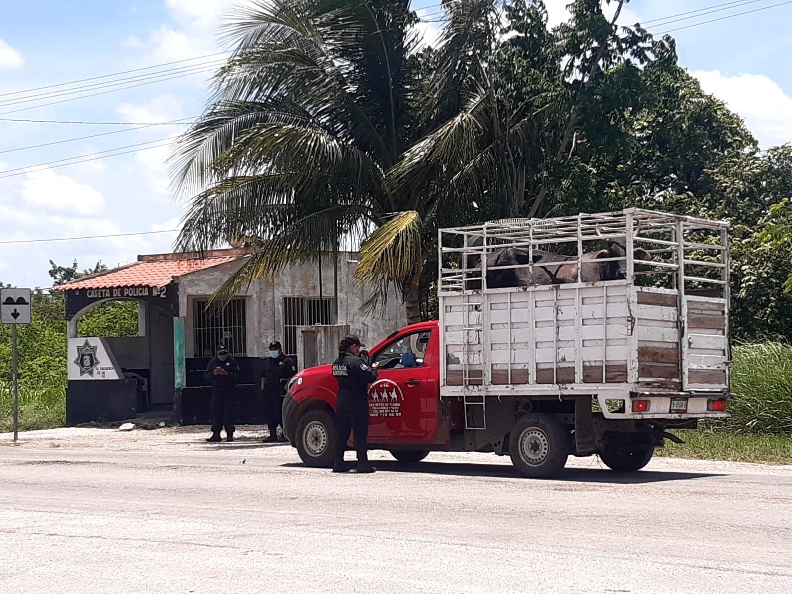 Policías blindan Tizimín, Yucatán, por robo de ganado