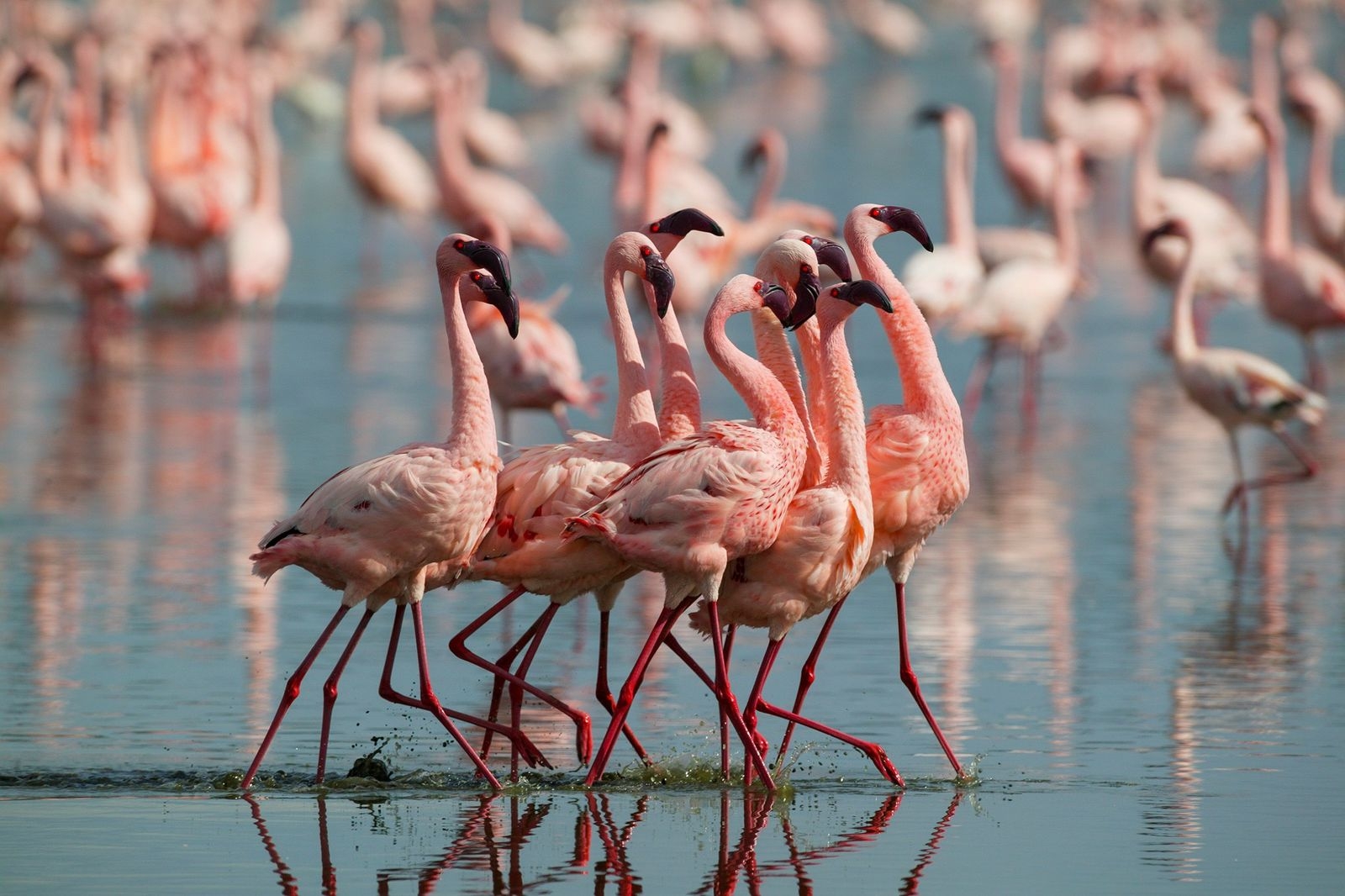 Pueblo Mágico de Sisal: Semarnat implementa operativo para proteger el flamenco rosa