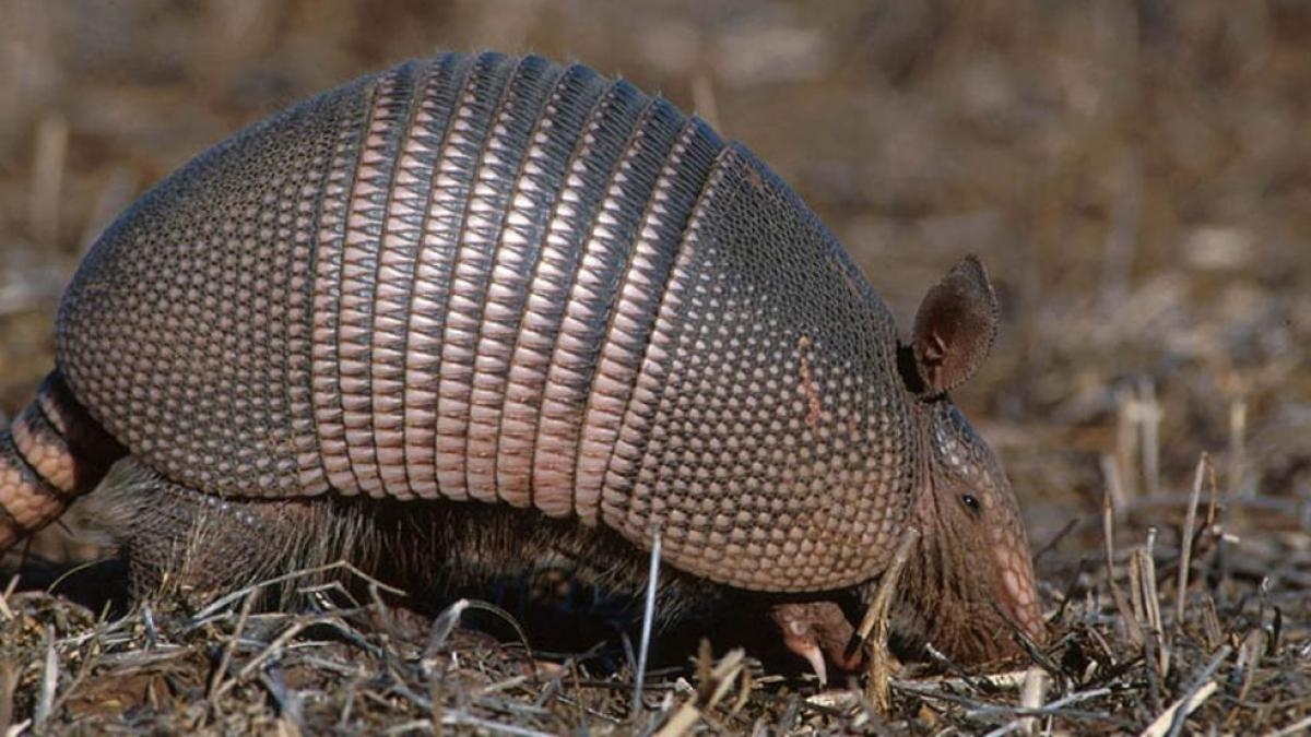 El armadillo es un animal exótico por la estructura de su cuerpo, y algunos hasta los convierten en platillos