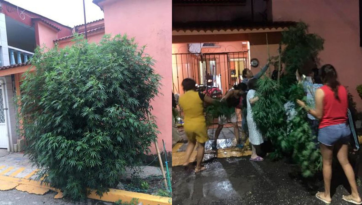 Fue por medio de una llamada anónima que los elementos de seguridad arribaron al lugar, con el propósito de cortar la planta