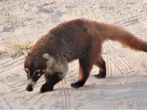 El nombre científico del coatí isleño es 'Nasua nelson', una especie en peligro de extinción