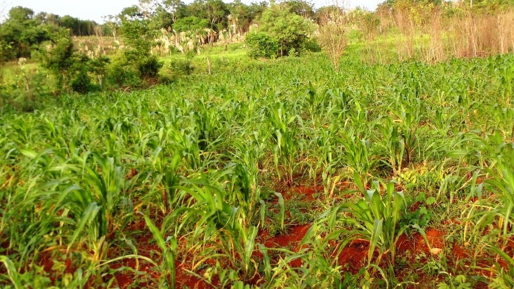 Campesinos de Sabán dicen que tienen poco para consumo propio