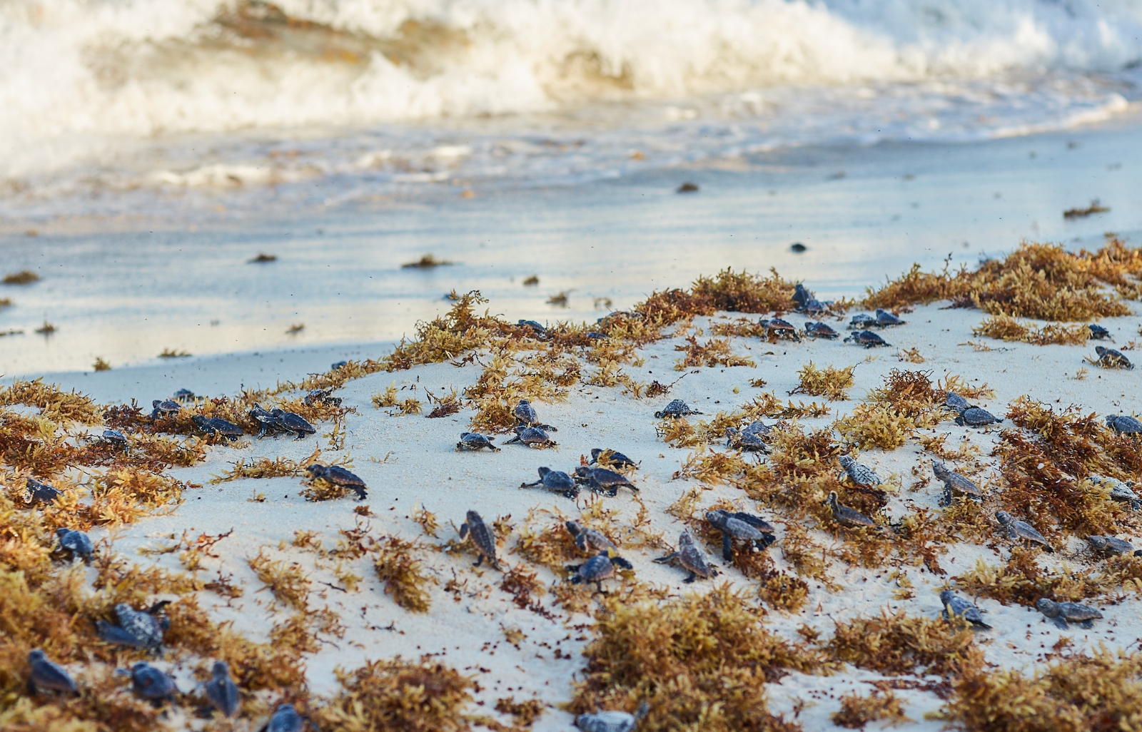 Autoridades marítimas liberan más de 10 mil tortuguitas en Cozumel