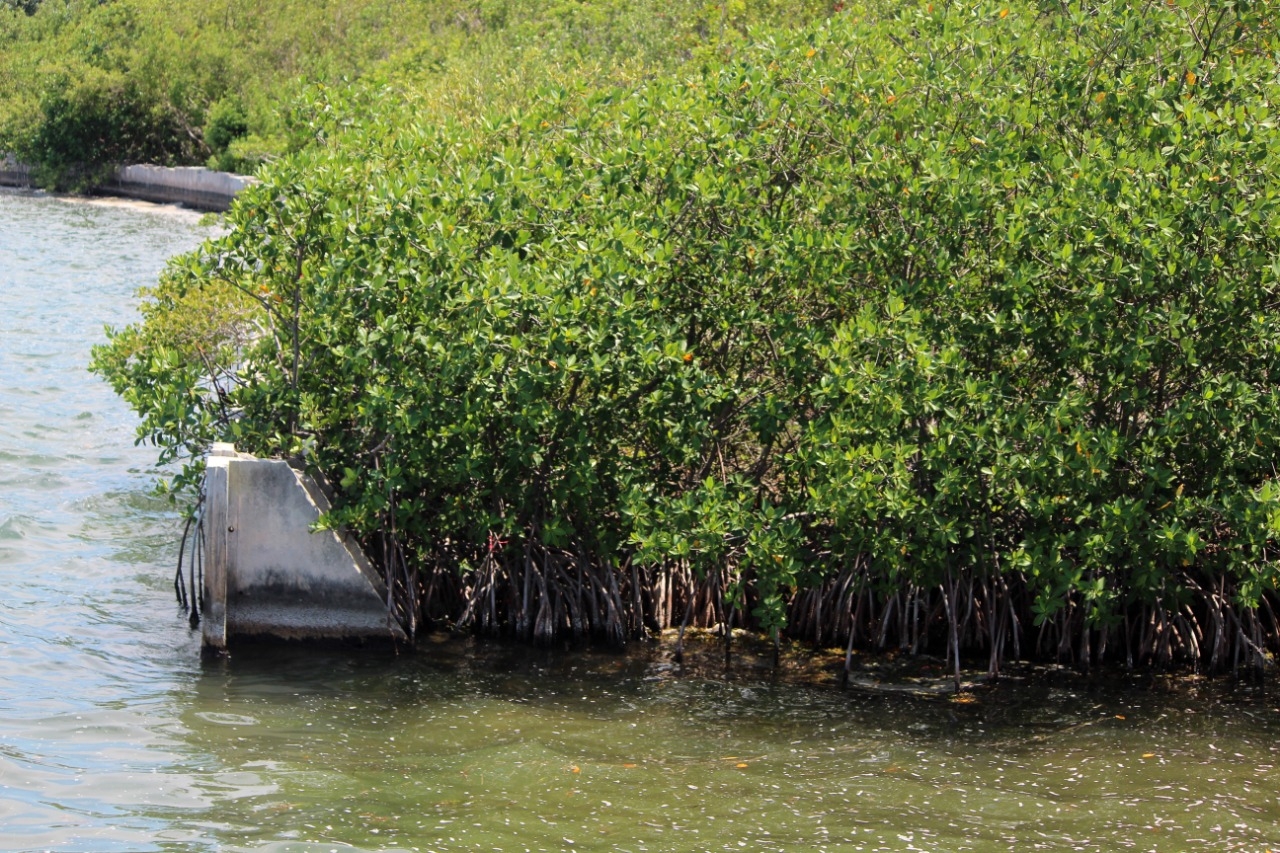 La disminución del ecosistema en casi cuatro décadas equivale, aproximadamente, a un tercio de la superficie de Cancún