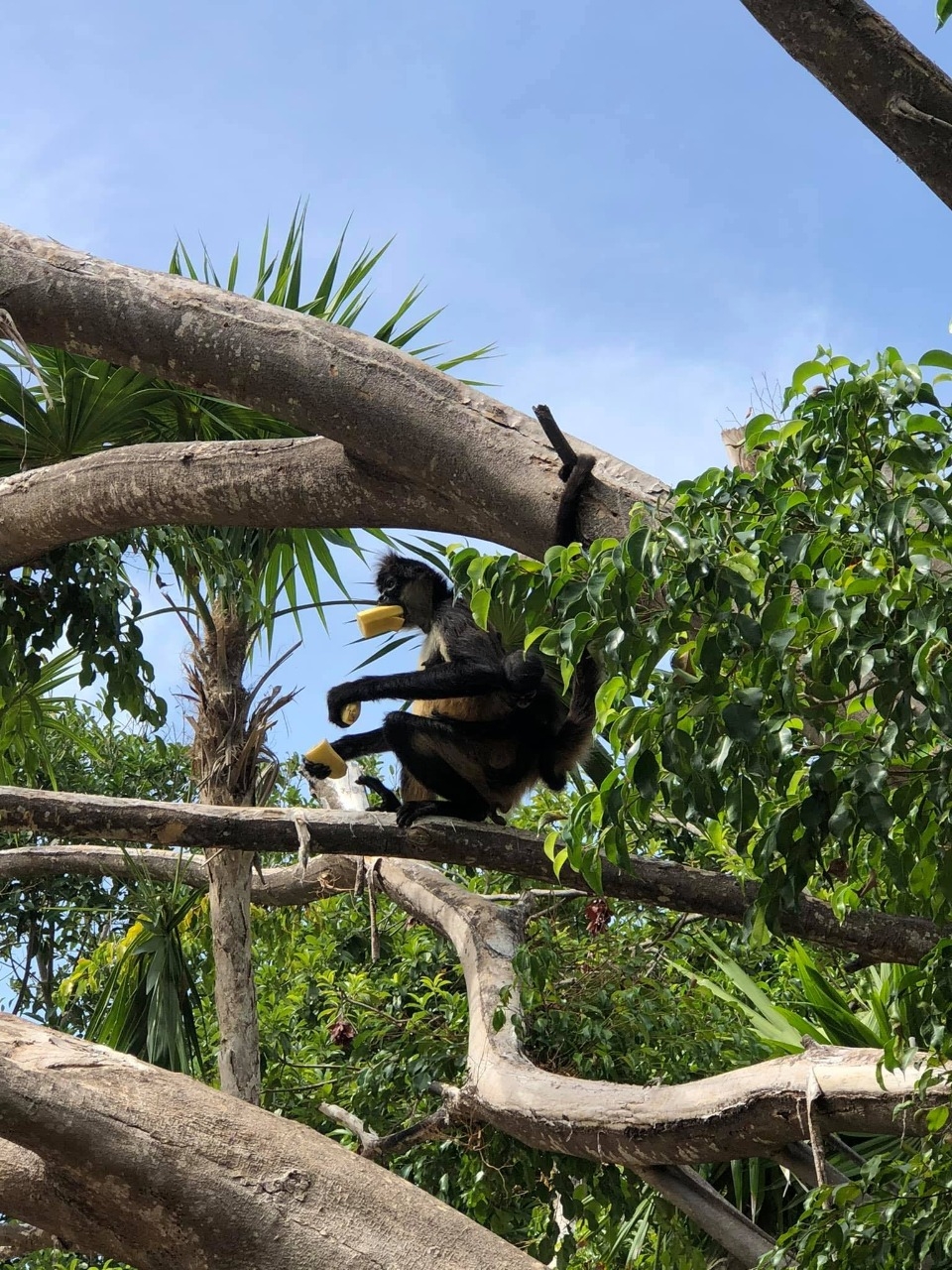 Desaparece familia de mono araña en comunidad de Playa del Carmen