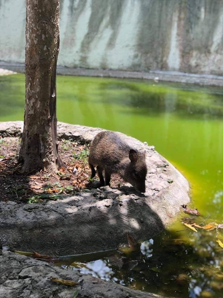 Cochinito de monte regresa a su hábitat tras ser atropellado en carretera de Cozumel