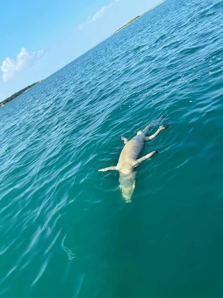 En la publicación se puede ver al cocodrilo sin vida, flotando en medio de la laguna