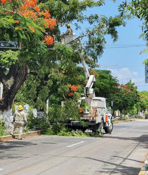 Personal de la CFE realiza limpieza de ramas previo a la llegada de 'Grace' a Cozumel