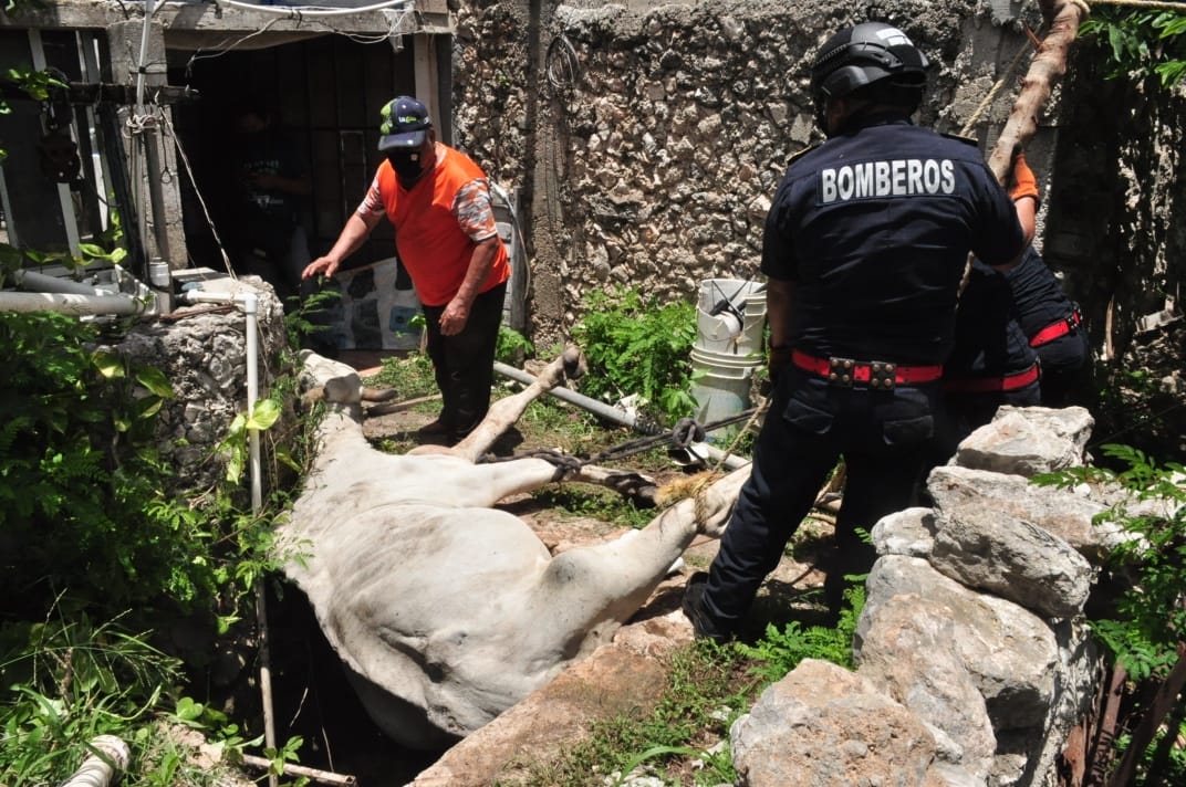 Bomberos y policías arribaron al rancho para poder ayudar al dueño del animal