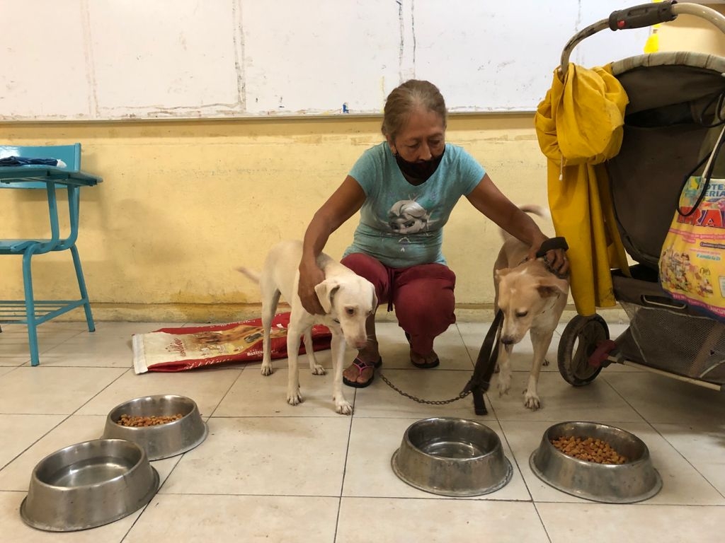 'Caramelo' y 'Muñeca', únicos lomitos alojados en albergues de Cancún