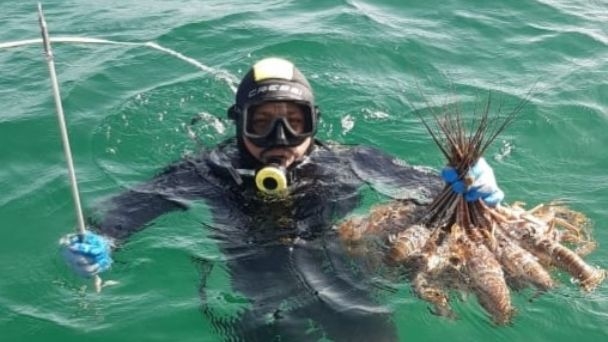 Hasta el momento, la pesca de langosta se ha mantenido estable en el estado