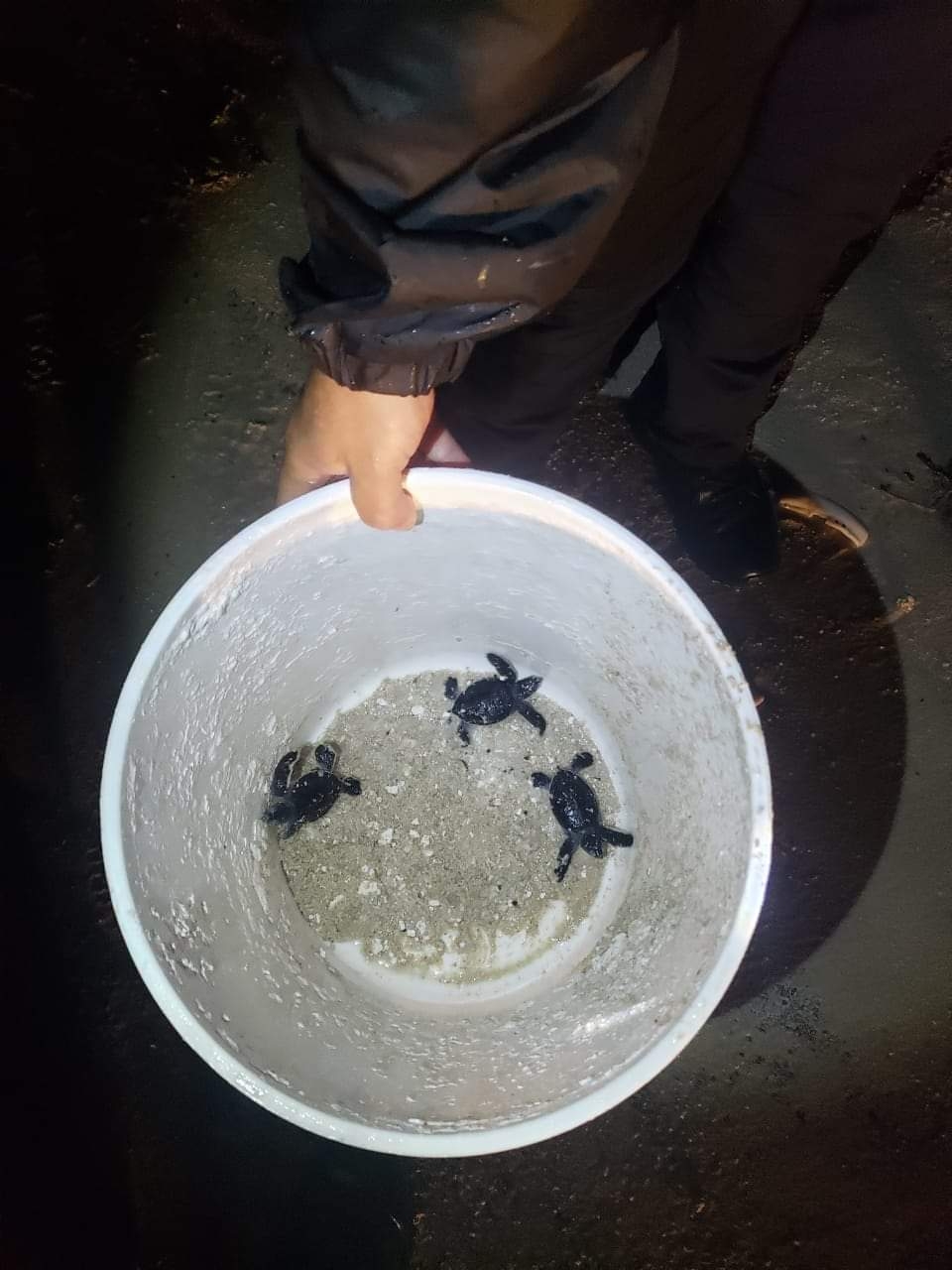 Autoridades rescatan tortugas bebés en la carretera en Cozumel