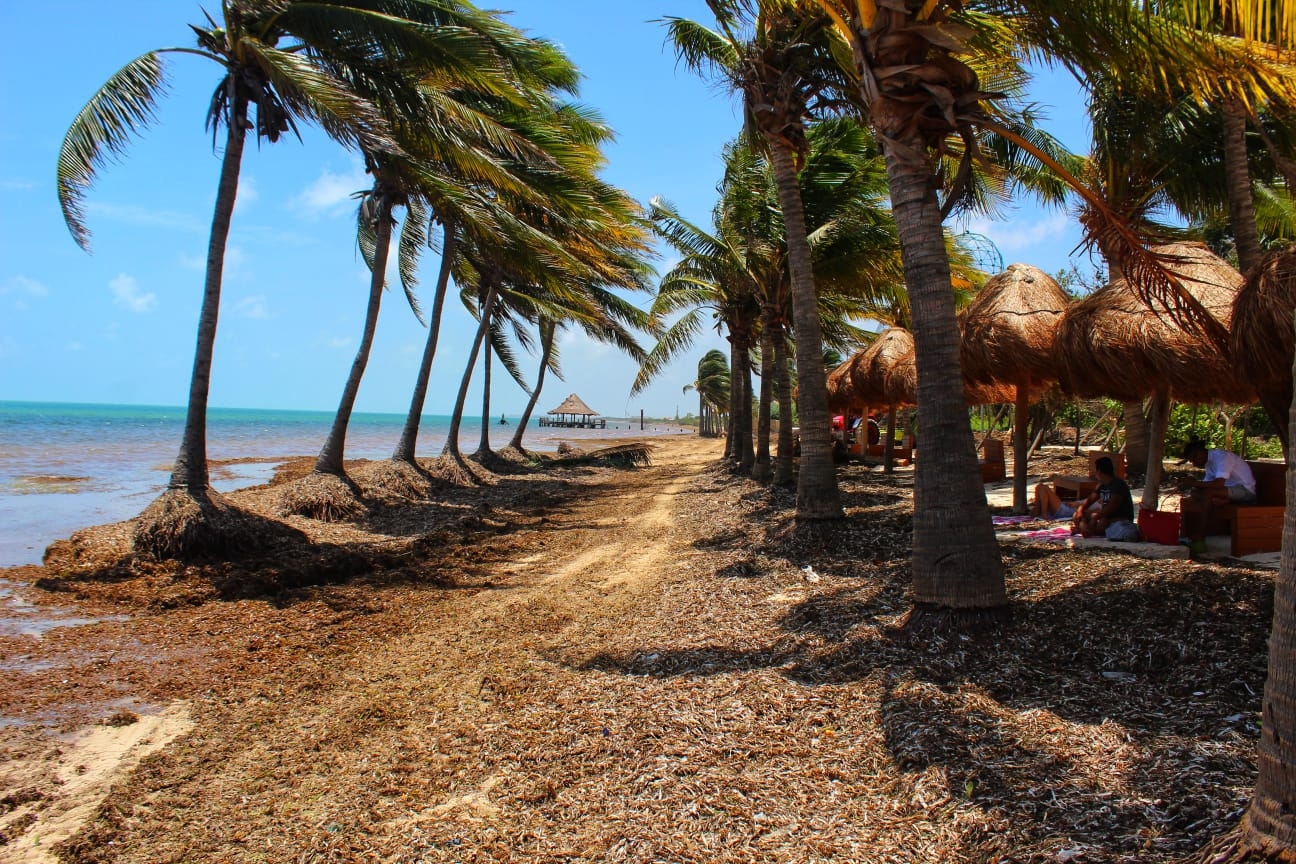 El sargazo recalado causa un color marrón al agua cristalina del Caribe Mexicano; Semar indicó que llevan más de 42 mil toneladas recoletadas