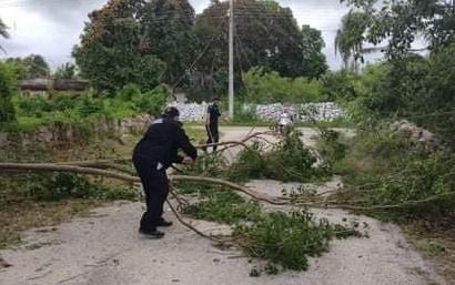 Entre las afectacciones después de Grace se presentaron múltiples caídas de árboles en diferentes mnicipios de Yucatán