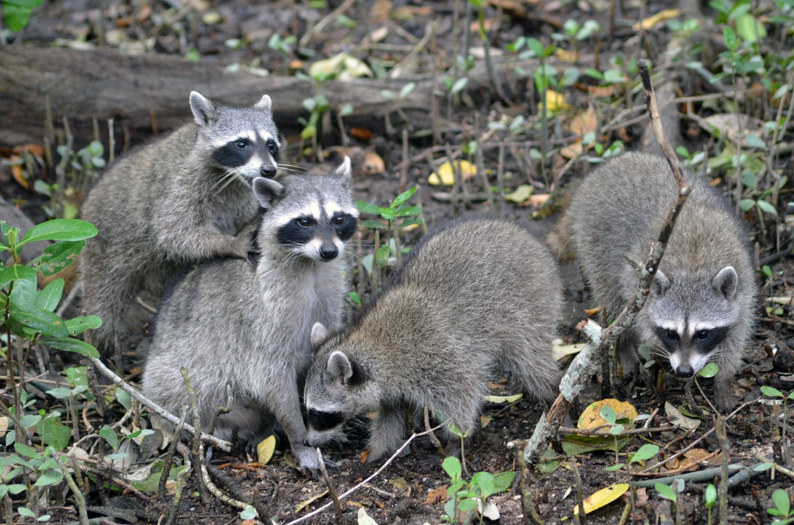 Turistas que visitan el lugar pueden darle de comer a los animales