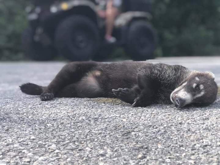 Ciudadanos advierten lo que podría pasar con el mapache enano en la nueva carretera rumbo a Isla de la Pasión