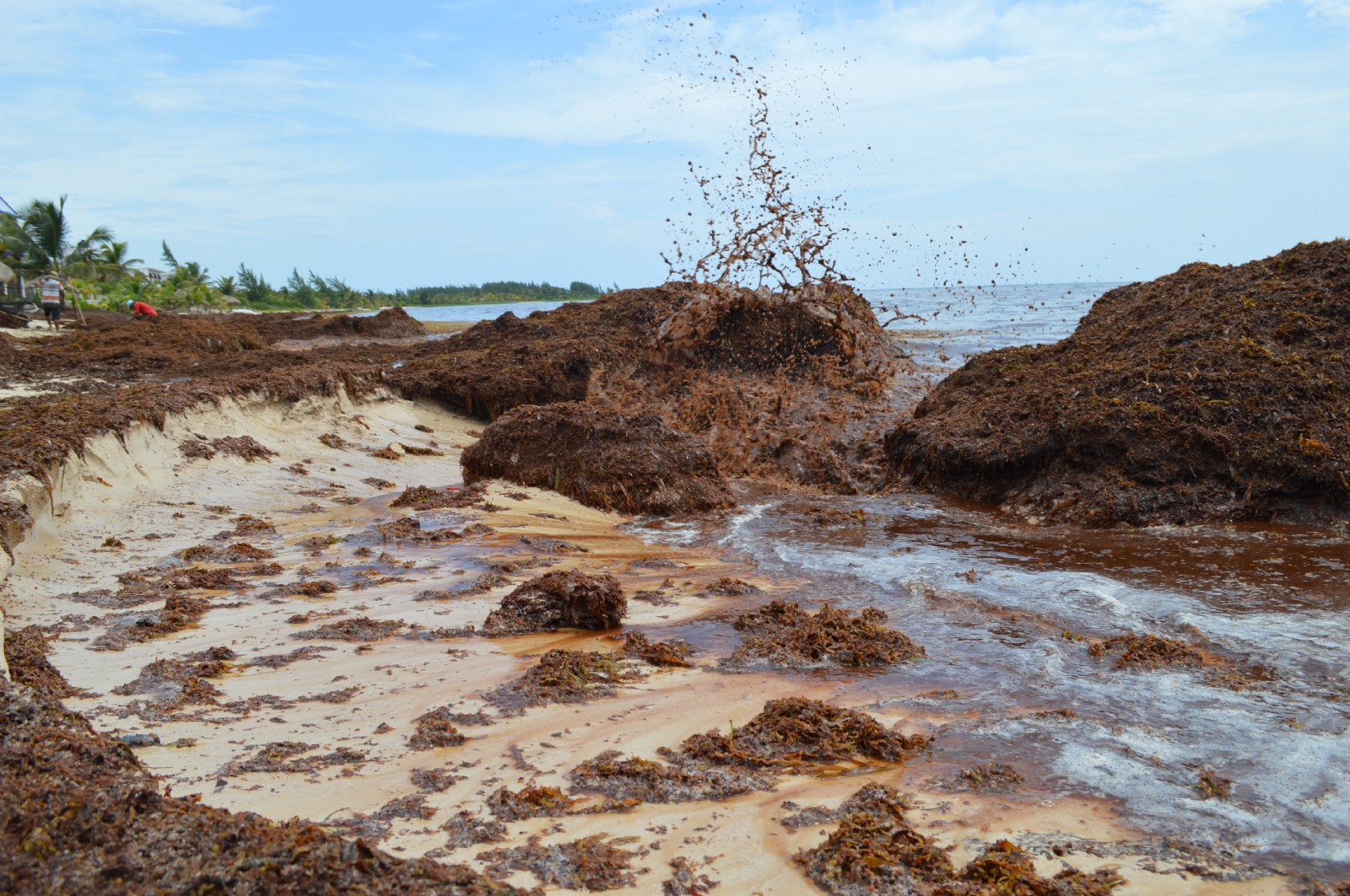 Plan antisargazo en Quintana Roo, sin resultados: UNAI