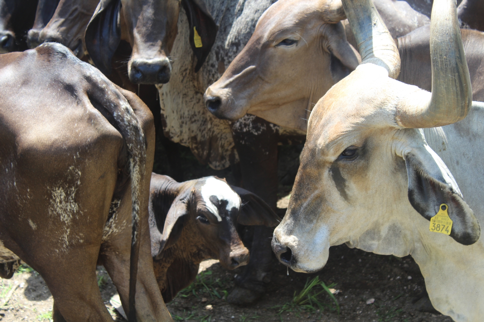 Quintana Roo, a punto de ser declarado libre de brucelosis bovina