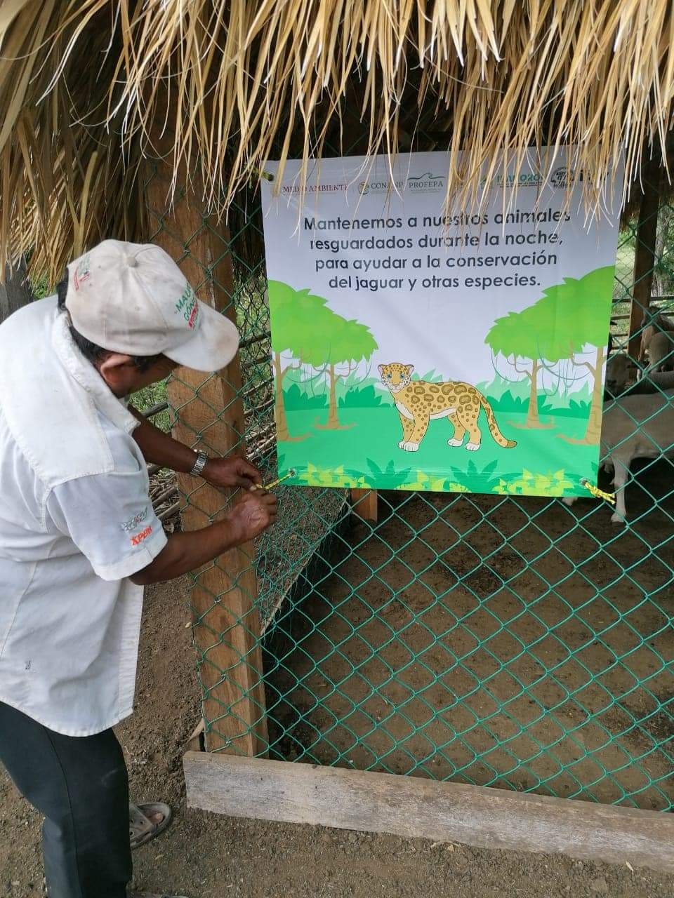 Las autoridades poyaron a dos productores de esa localidad de la Zona Maya de Quintana Roo, para la construcción de corrales reforzados