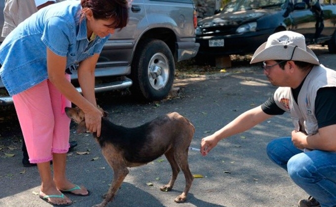 La Ley de protección animal establece que las penas van de tres a 36 meses de prisión