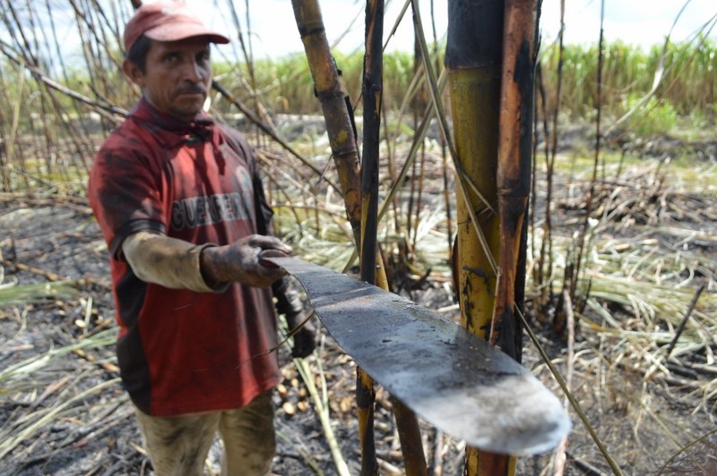 Más de 300 productores de caña sin recibir apoyo económico del gobierno de Quintana Roo