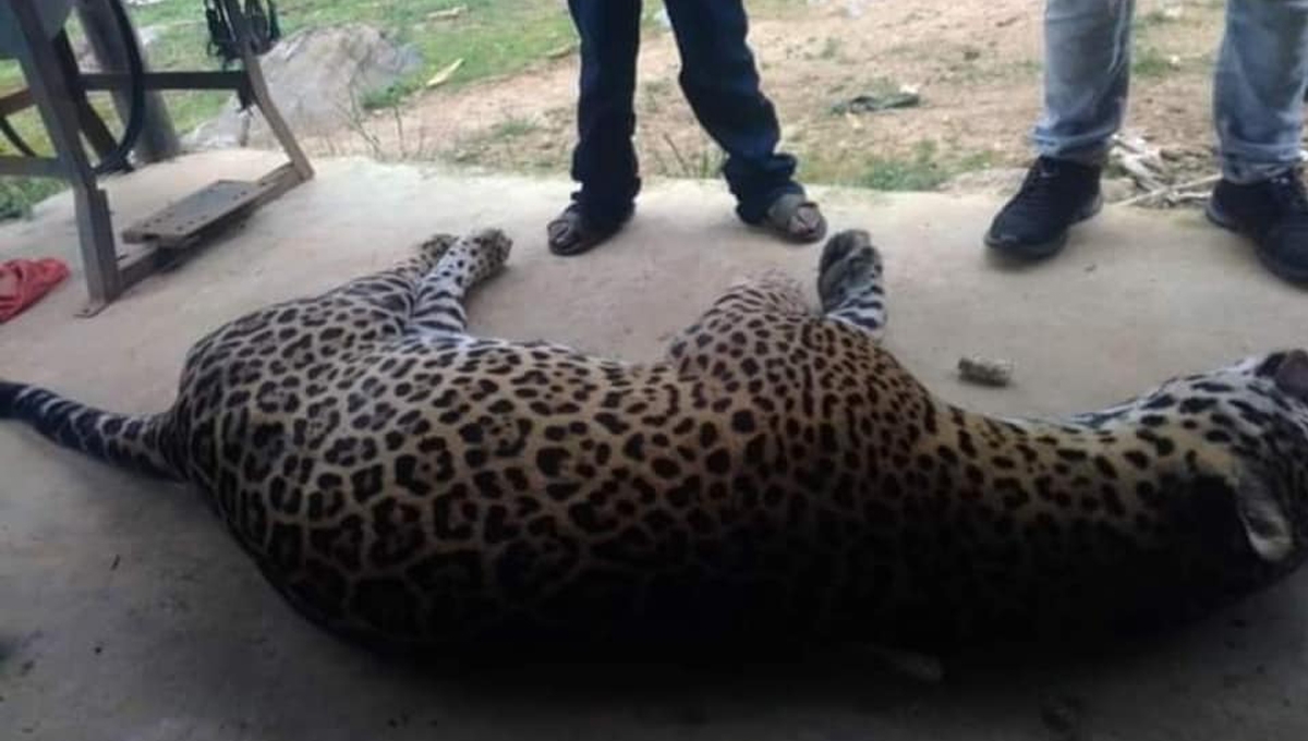 Los hechos ocurrieron en la comunidad de San Mateo Piñas, donde el campesino decidió envenenar al jaguar por haber matado a su burro.