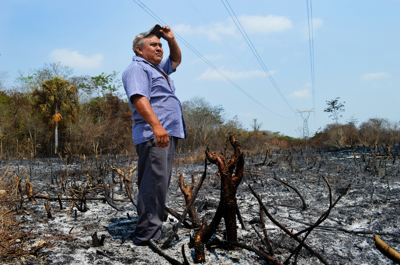 Quintana Roo pierde mil 813 hectáreas de selva por incendios forestales: Conafor