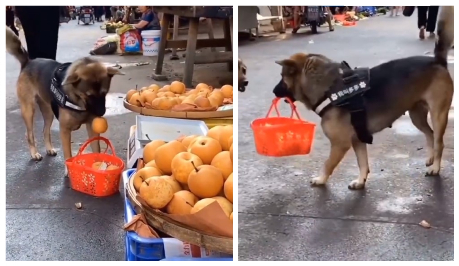 El perrito no se movió de su lugar hasta conseguir un trato justo y llevarse la manzana que la hacía falta