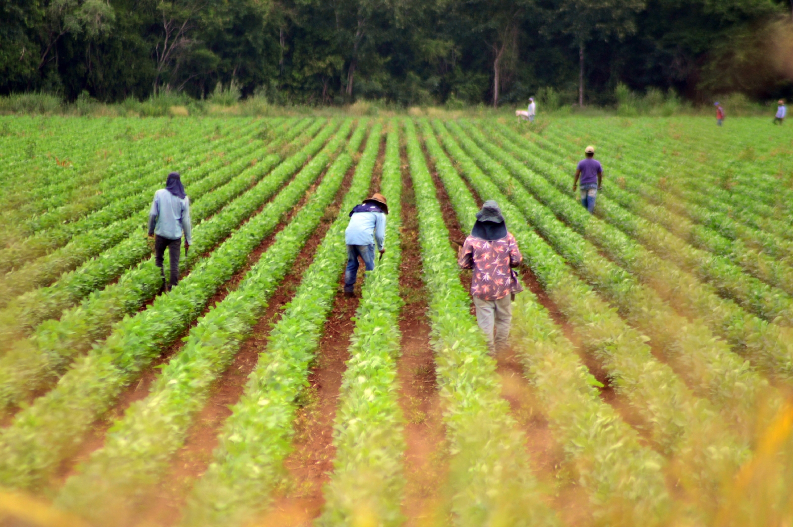 Hijos de agricultores de Campeche dejan el campo por bajos salarios