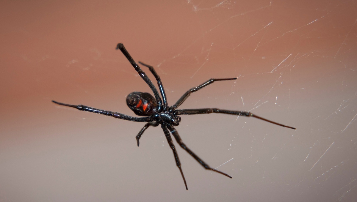 ¿Miedo a las arañas? Así puedes identificar cuáles son venenosas