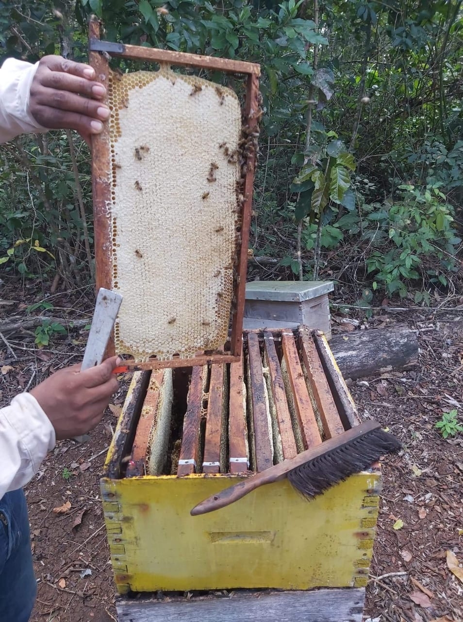 Precio de la miel alcanza los 62 pesos en Tizimín, Yucatán