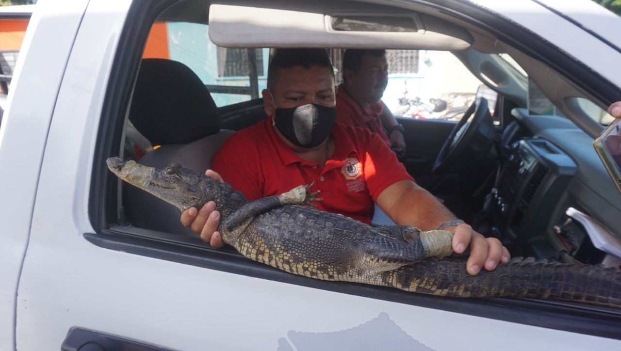 Capturan a un cocodrilo por invadir el patio de una casa en Campeche: FOTOS