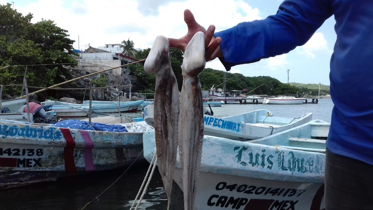 Hay 3 mil 800 permisos para la pesca de pulpo, pero hay más de siete mil embarcaciones en Yucatán