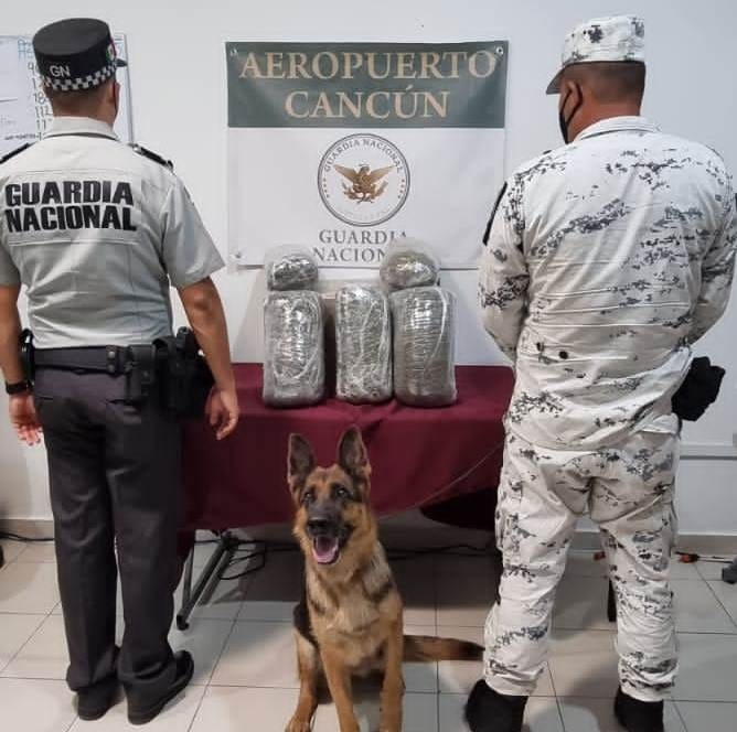 GN asegura seis kilos de marihuana en una empresa de paquetería en Cancún