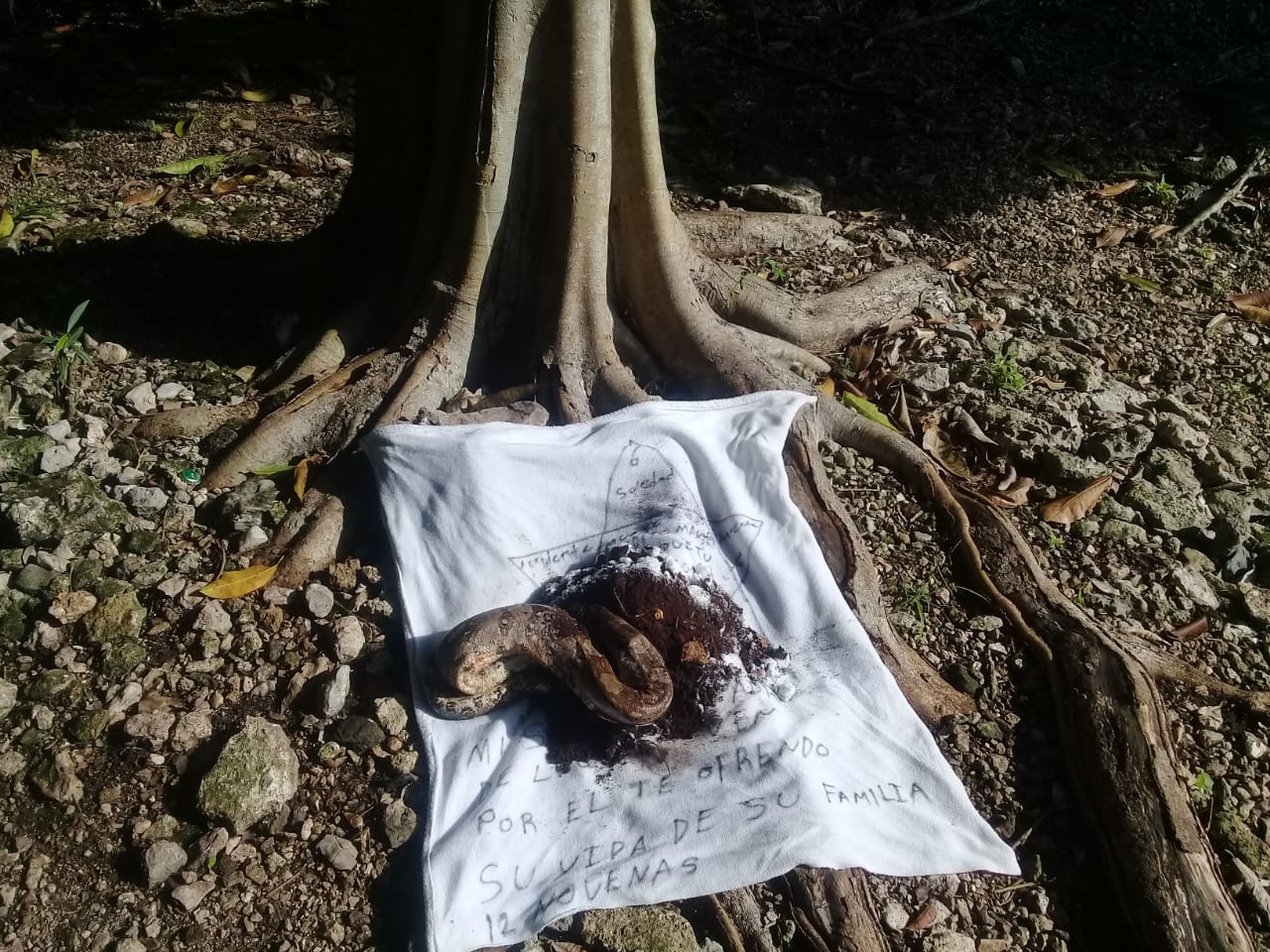 El cuerpo del reptil se encontraba dentro del tronco de un árbol, por lo que alertó a las familias que se encontraban por el lugar