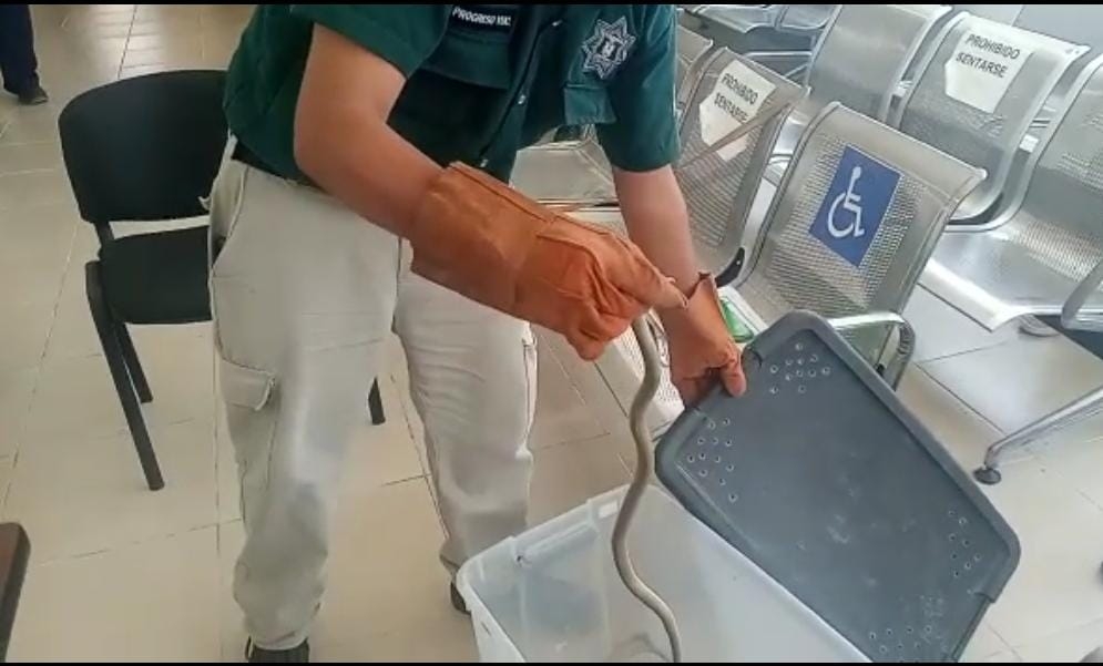 Capturan serpiente que 'paseaba' en el Centro de Salud de Progreso, Yucatán