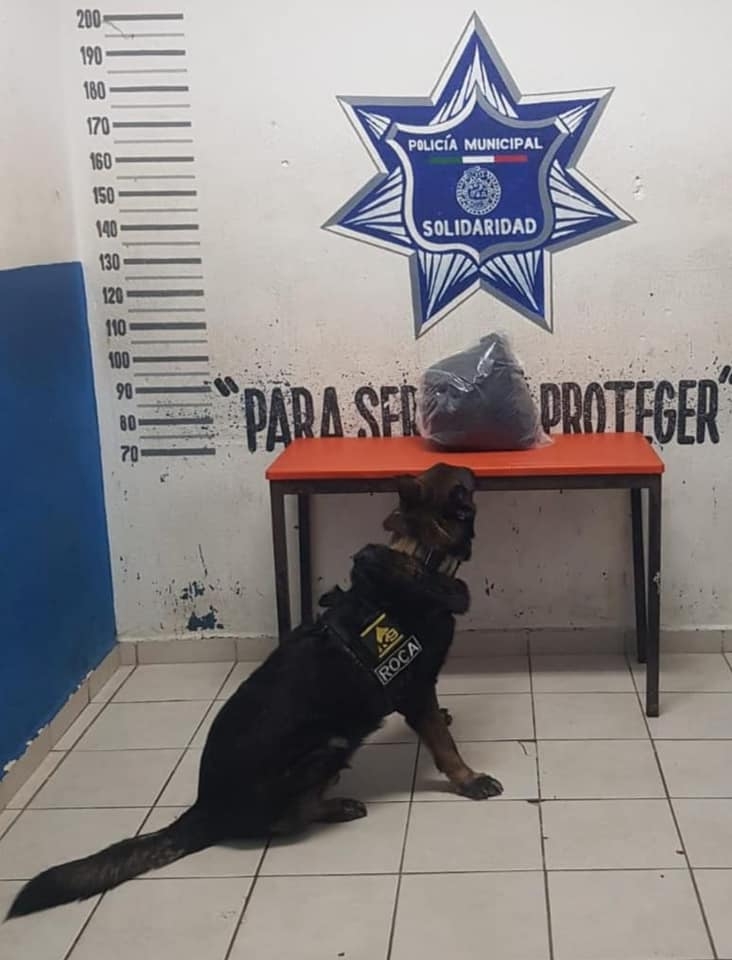 Perro policía encuentra droga en una maleta en el ADO de Playa del Carmen