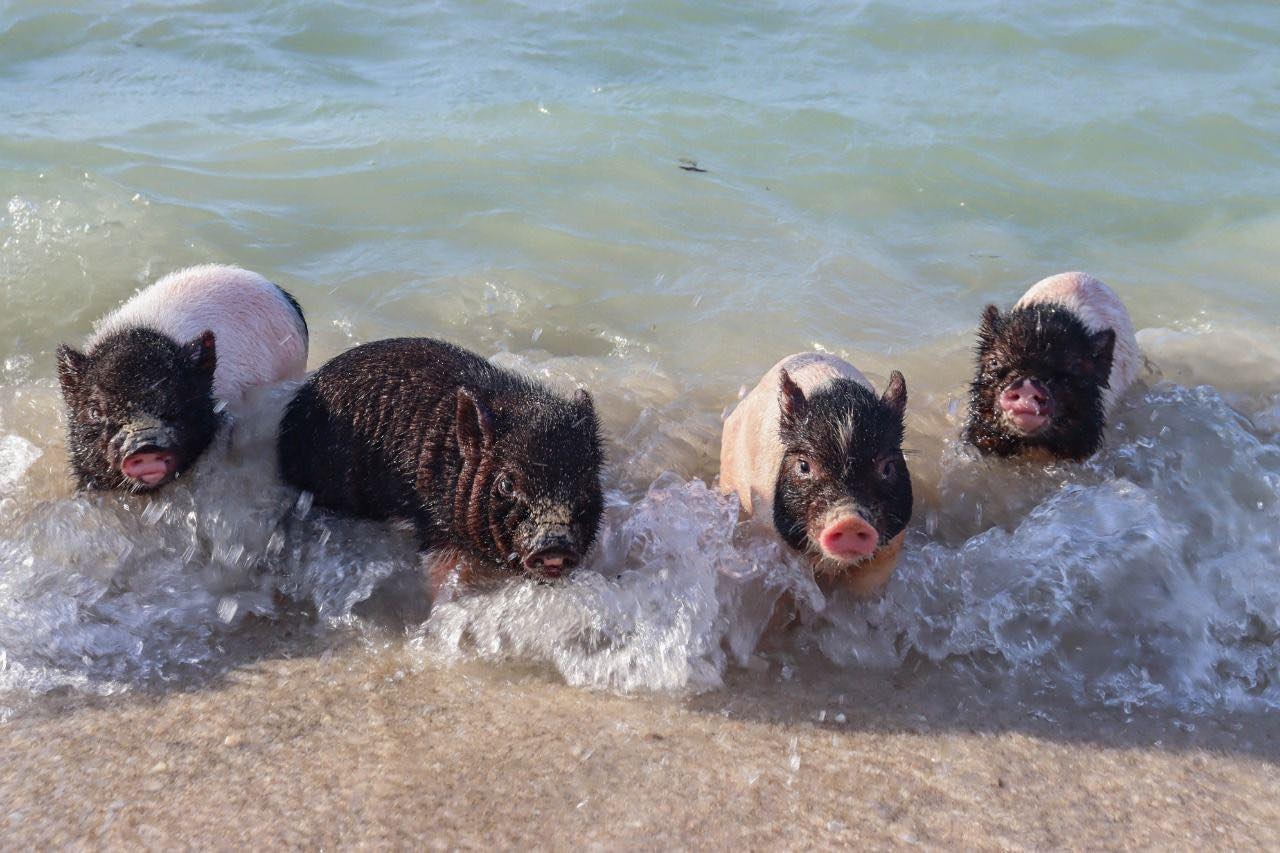 Los cochinitos fueron rescatados minutos después de salir del vientre de su madre