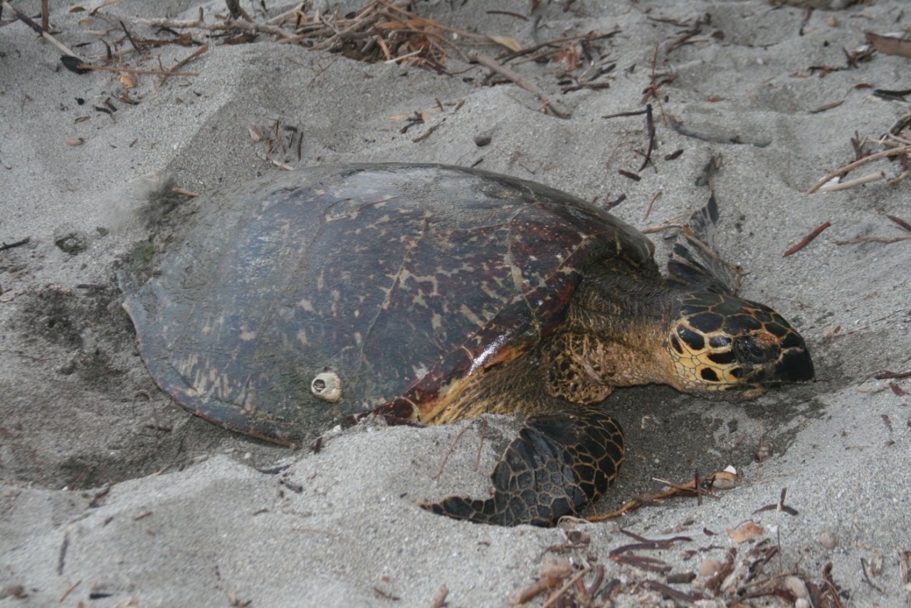 Se han realizado acciones para que la anidación de tortugas no se vea interrumpida; la más reciente fue la limpieza de las playas