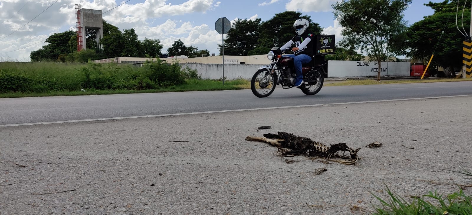 84 animales silvestres han muerto sobre las carreteras de Yucatán: Profepa