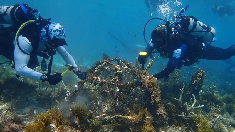 En coordinación con el Gobierno del Estado y el CRIAP en Puerto Morelos, Quintana Roo promueve la recuperación de funciones ecosistémicas