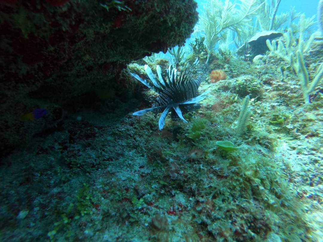 Disminuye población de Pez León en la Costa de Xcalak, Quintana Roo