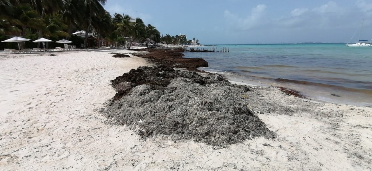 Zofemat entierra toneladas de sargazo en arenales de Playa Norte en Isla Mujeres