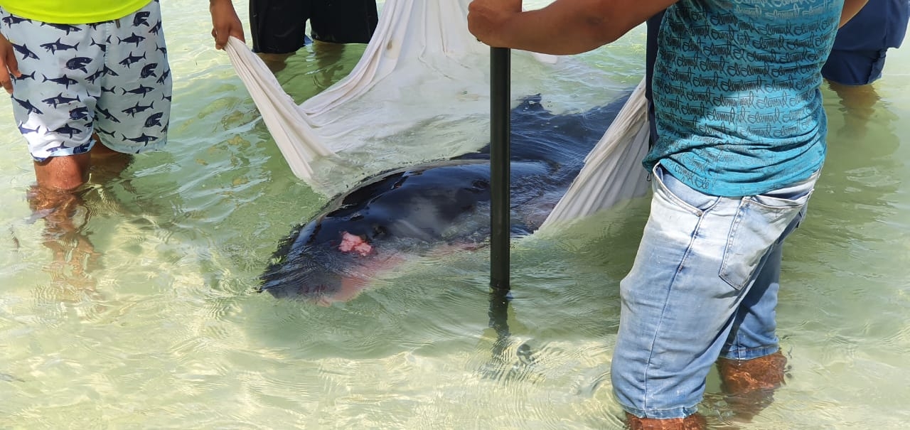 Muere ejemplar de cachalote que apareció herido en la cabeza en Holbox