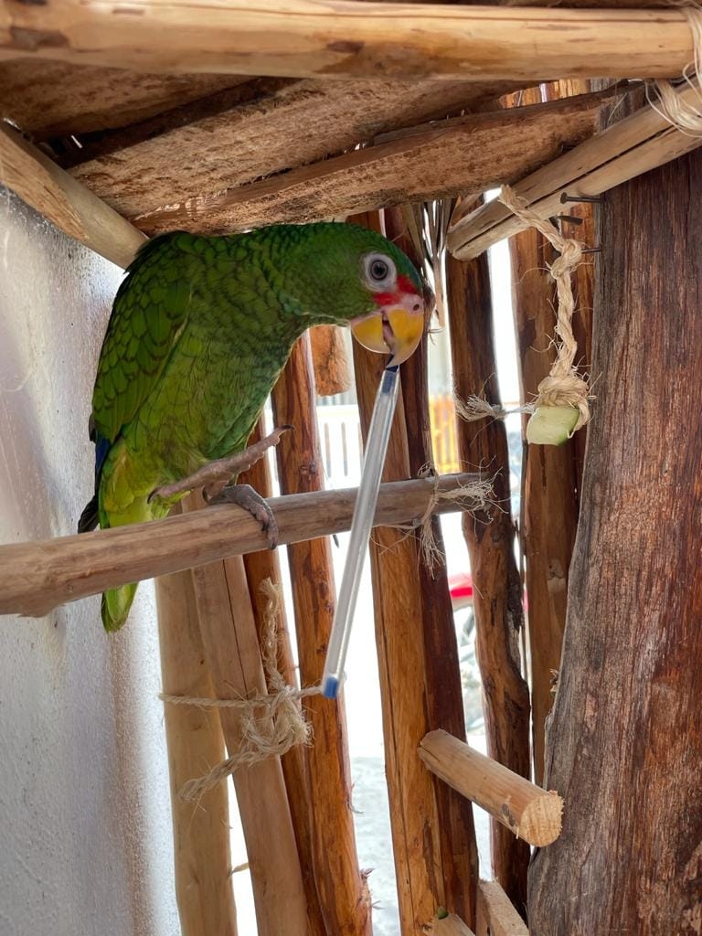 Estar suelta en la isla y lejos de su hogar podría representar un peligro para el loro